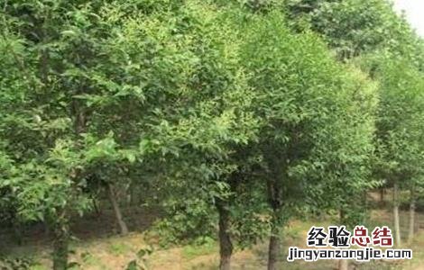 无患子种植技术及亩收益 无患子种植技术