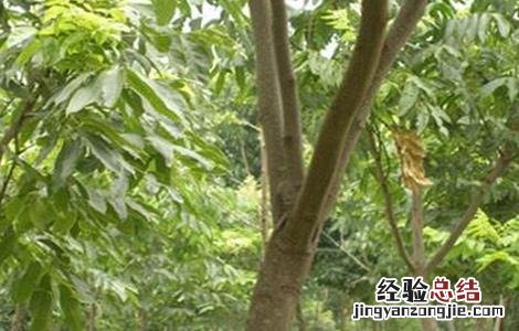 无患子种植技术及亩收益 无患子种植技术