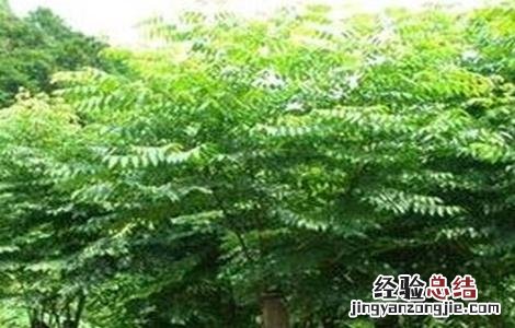 无患子种植技术及亩收益 无患子种植技术