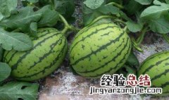 早春西瓜什么时候育苗 早春西瓜什么时候育苗合适