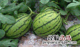 早春西瓜什么时候育苗 早春西瓜什么时候育苗合适
