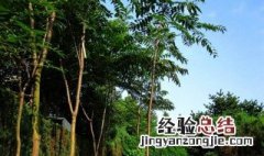 香椿树长什么样 香椿树长什么样子的