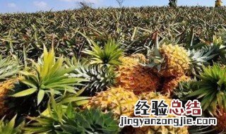 阳台盆栽菠萝吉利吗 阳台如何养菠萝