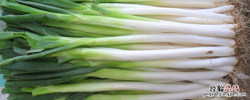 大葱算蔬菜吗 大葱是什么类蔬菜