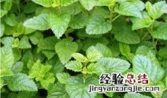 柠檬薄荷和普通薄荷的区别是什么 柠檬薄荷和普通薄荷的区别