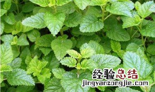 柠檬薄荷和普通薄荷的区别是什么 柠檬薄荷和普通薄荷的区别
