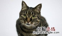中国家猫叫什么 给大家介绍一下