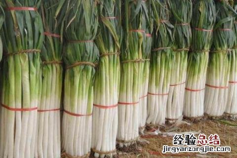 大葱冬天怎么储存 大葱冬天怎么储存不空心