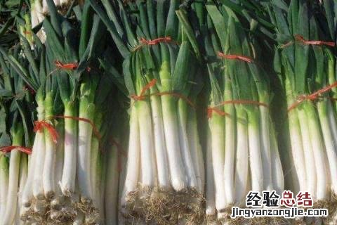 大葱冬天怎么储存 大葱冬天怎么储存不空心