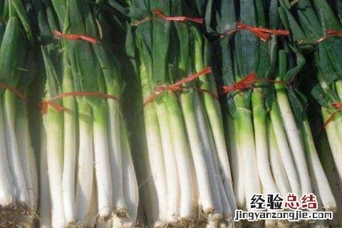大葱冬天怎么储存 大葱冬天怎么储存不空心