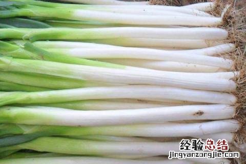 大葱冬天怎么储存 大葱冬天怎么储存不空心