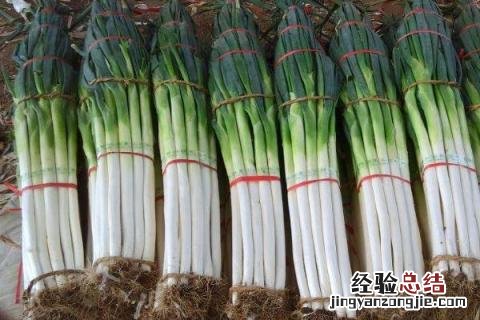 大葱冬天怎么储存 大葱冬天怎么储存不空心