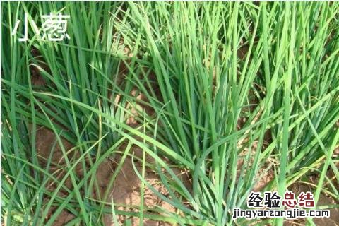 小葱大葱的区别 大葱小葱区别
