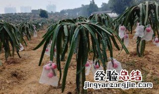 量天尺是火龙果吗 量天尺是啥呢