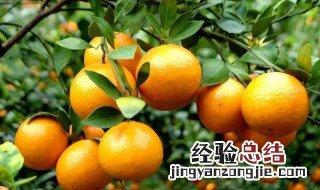 贡柑是什么 贡柑介绍