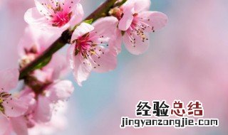 桃花像什么 桃花都像什么呢