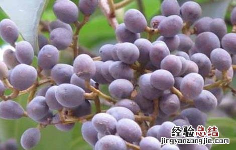 女贞子的种植方法 女贞子的种植方法及条件