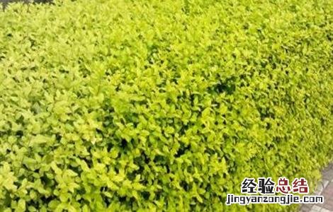 女贞子的种植方法 女贞子的种植方法及条件