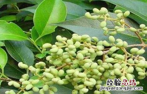 女贞子的种植方法 女贞子的种植方法及条件