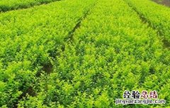 女贞子的种植方法 女贞子的种植方法及条件