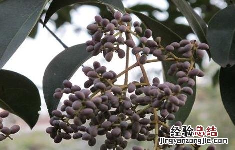 女贞子的种植方法 女贞子的种植方法及条件