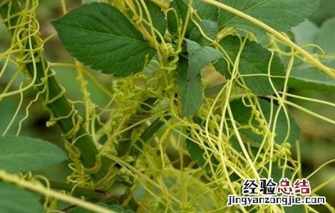 菟丝子种植的注意事项 菟丝子的栽培技术