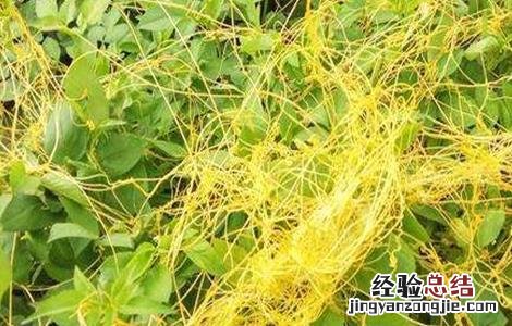 菟丝子种植的注意事项 菟丝子的栽培技术
