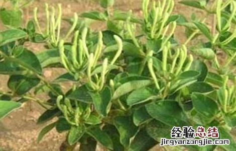 金银花田间管理与施肥 金银花田间管理技术