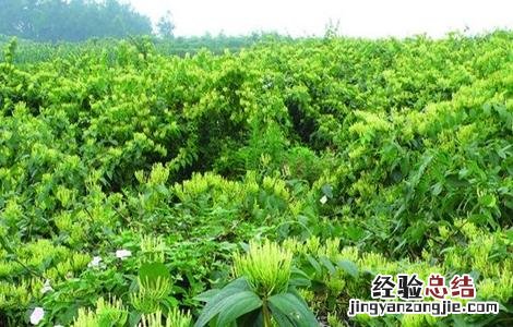 金银花田间管理与施肥 金银花田间管理技术