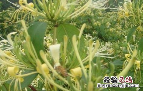 金银花田间管理与施肥 金银花田间管理技术