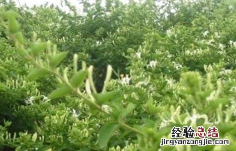 金银花田间管理与施肥 金银花田间管理技术