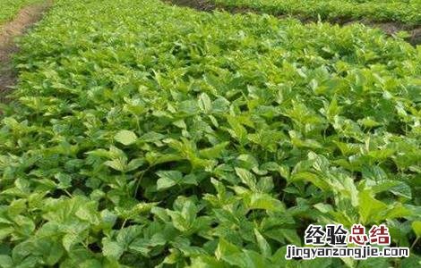 刺五加种植的注意事项 刺五加栽植技术方法