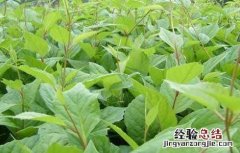 刺五加种植的注意事项 刺五加栽植技术方法