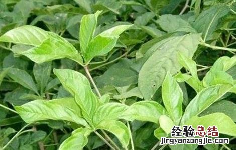 刺五加种植的注意事项 刺五加栽植技术方法