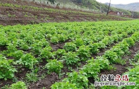 刺五加种植的注意事项 刺五加栽植技术方法