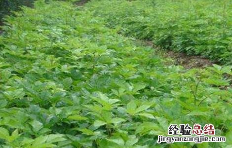刺五加种植的注意事项 刺五加栽植技术方法