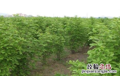 刺五加种植的注意事项 刺五加栽植技术方法