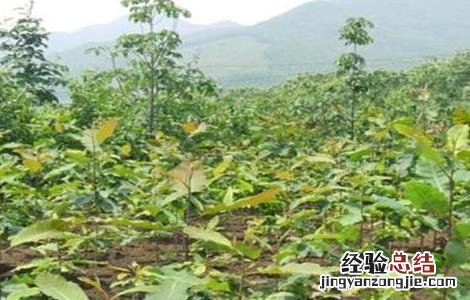 厚朴的种植技术 厚朴的种植技术与管理