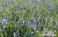 桔梗的种植方法 桔梗的种植方法和注意事项