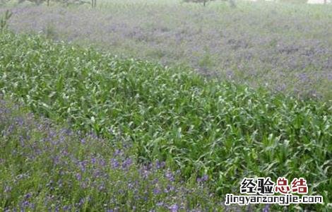 桔梗的种植方法 桔梗的种植方法和注意事项