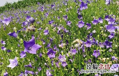 桔梗的种植方法 桔梗的种植方法和注意事项