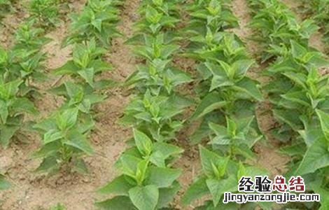 白术该怎么管理 白术怎么样的才是好的