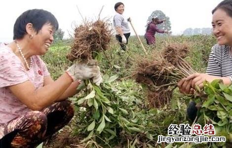 白术该怎么管理 白术怎么样的才是好的