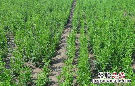 白术该怎么管理 白术怎么样的才是好的