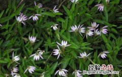 半边莲的种植技术 半边莲的种植方法和注意事项