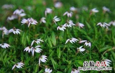 半边莲的种植技术 半边莲的种植方法和注意事项