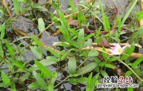半边莲的种植技术 半边莲的种植方法和注意事项