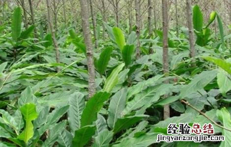 豆蔻的种植方法和管理 豆蔻的种植方法
