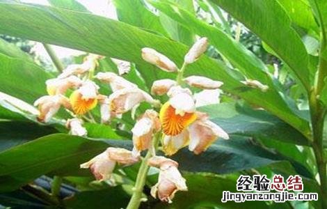 豆蔻的种植方法和管理 豆蔻的种植方法