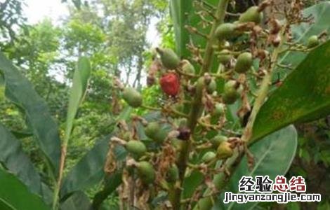 豆蔻的种植方法和管理 豆蔻的种植方法